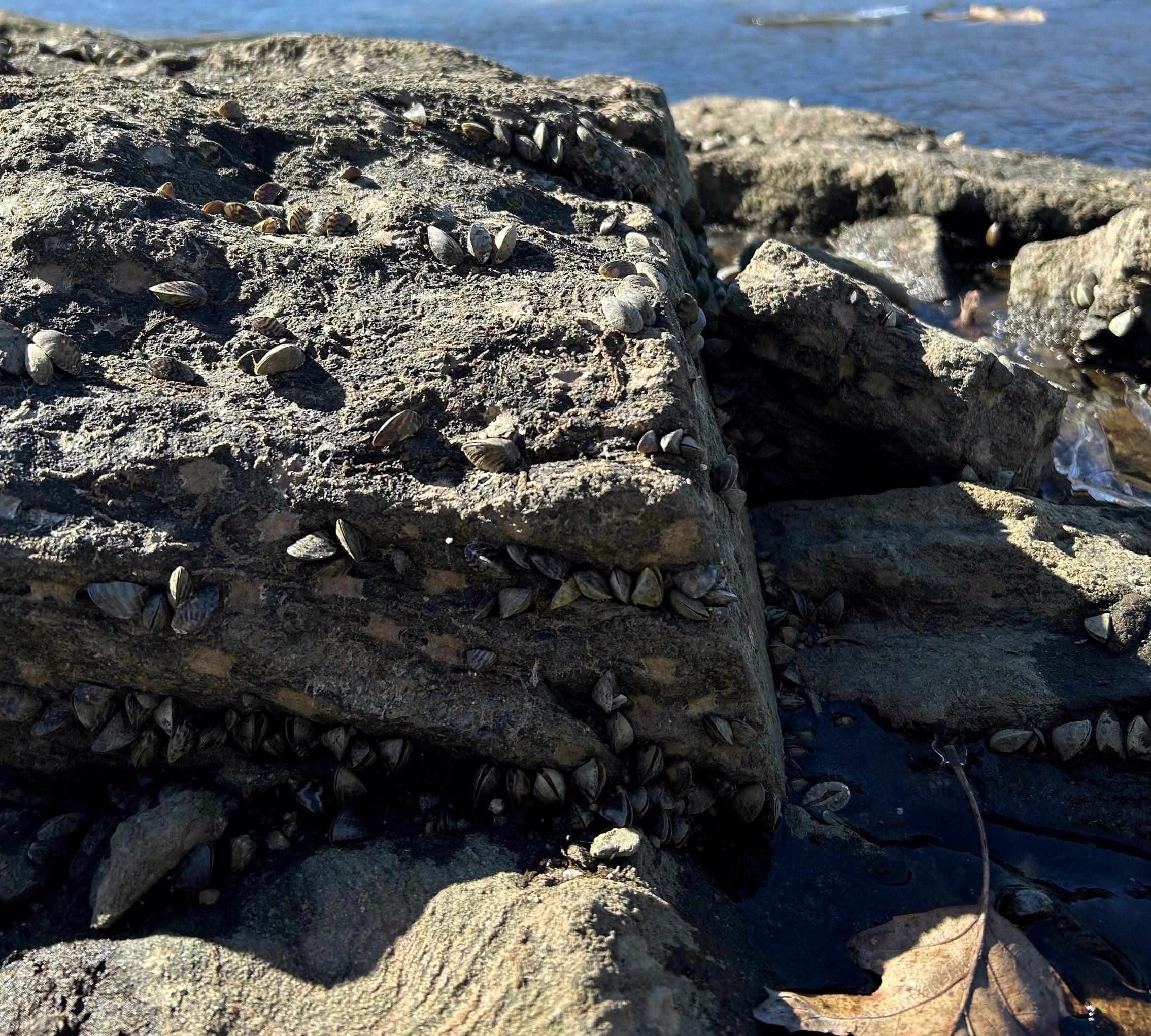 Did you Miss the Zebra Mussel Info Webinar? No Problem!