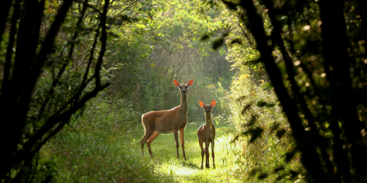 Species Preservation
