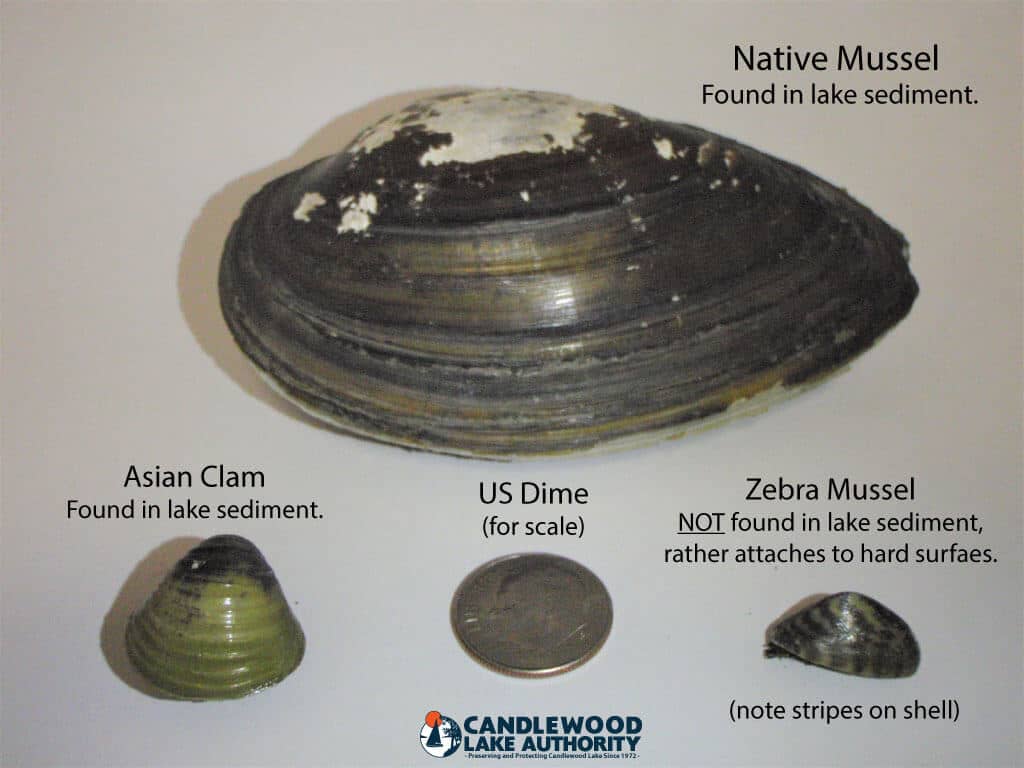Zebra-Mussel-Asian-Clam-Native-Mussel-with-text-min_(1).jpg